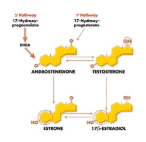 Androstenedione and Testosterone Molecule Mapping